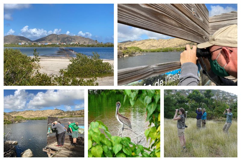 Birding Tour – Bird Watching Trip, Caribbean Island Birds, Pelican, Nature, Professional Guide Birding Tour - Bird Watching Trip, Caribbean Island Birds, Pelican, Nature, Professional Guide