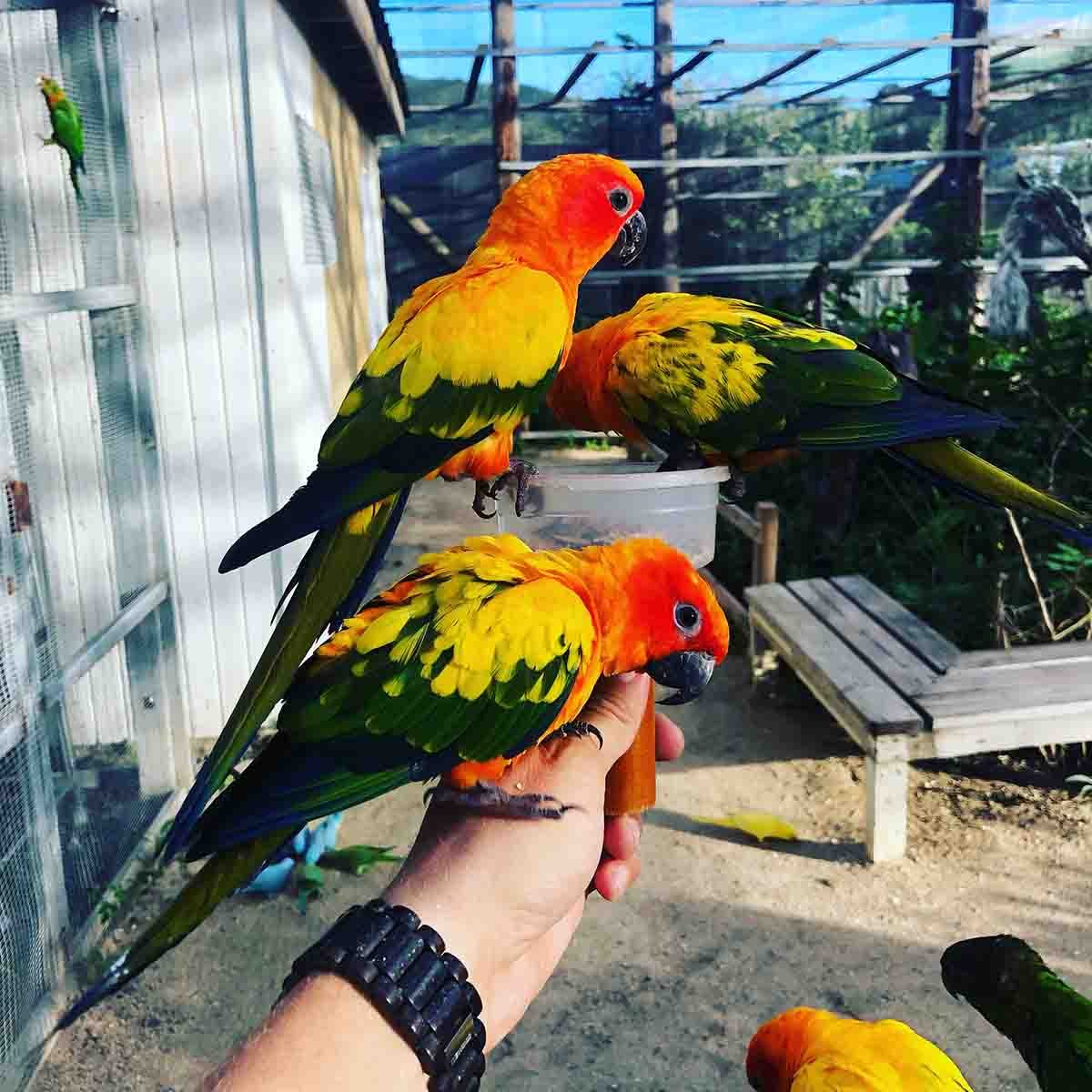 “Discover the Enchanting Bird Paradise at Parotte Ville St Martin – A Must-Visit Activity for Children” Birdpark - Parotte Ville St Martin - A Bird paradise, great activity for children!