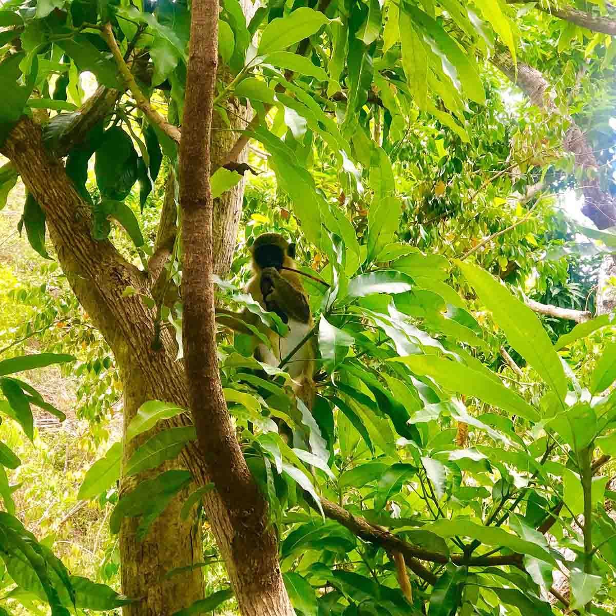 “Get Up Close with Playful Monkeys at Pic Paradis – St. Maarten’s Wildlife Adventure” Monkeys at Pic Paradis stealing a sunglasses