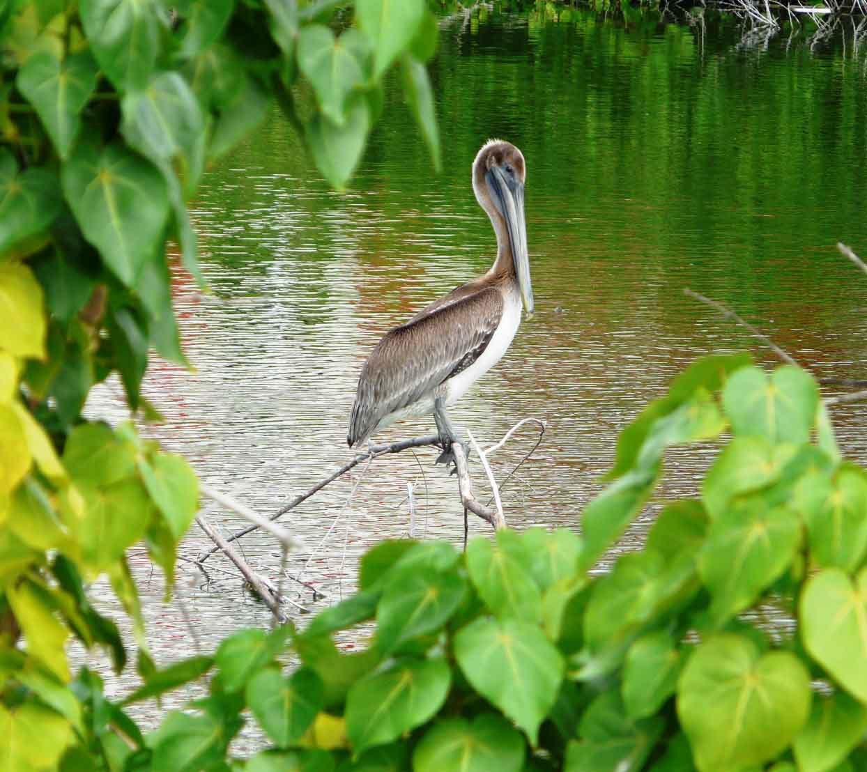 The Brown Pelican – French side nature reserve The Brown Pelican - French side nature reserve
