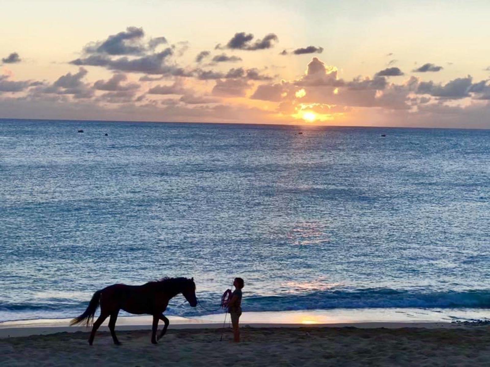 Seaside Nature Park – Horseback riding, Animal farm, kids activity Seaside Nature Park - Horseback riding, Animal farm, kids activity