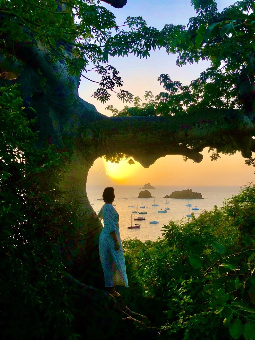 “La Love Tree” eeuwenoude boom “L'Arbre au Cœur” in Gustavia, met uitzicht op zonsondergang, St. Barths.