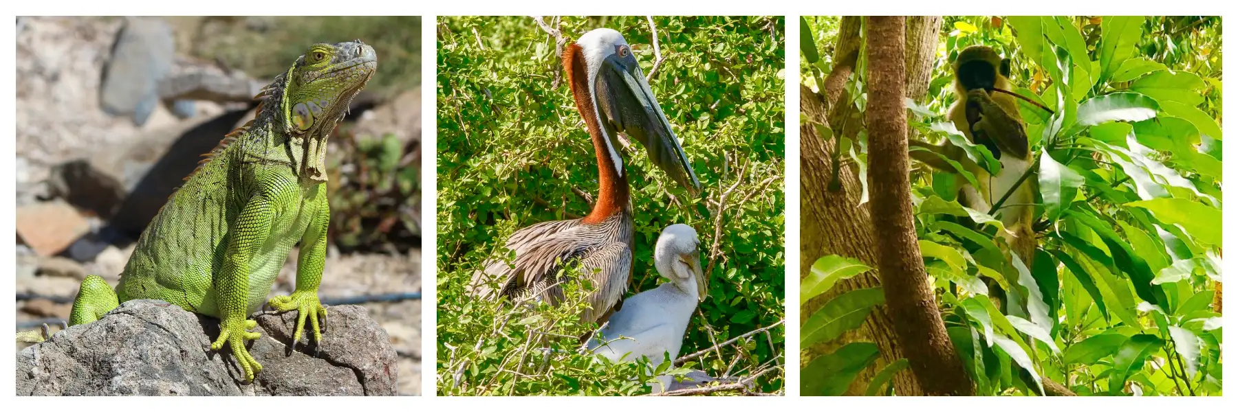 Nature, Wildlife, Pelican, Iguana, Wild Monkey on Sint Maarten – St Martin Nature, Wildlife, Pelican, Iguana, Wild Monkey on Sint Maarten - St Martin
