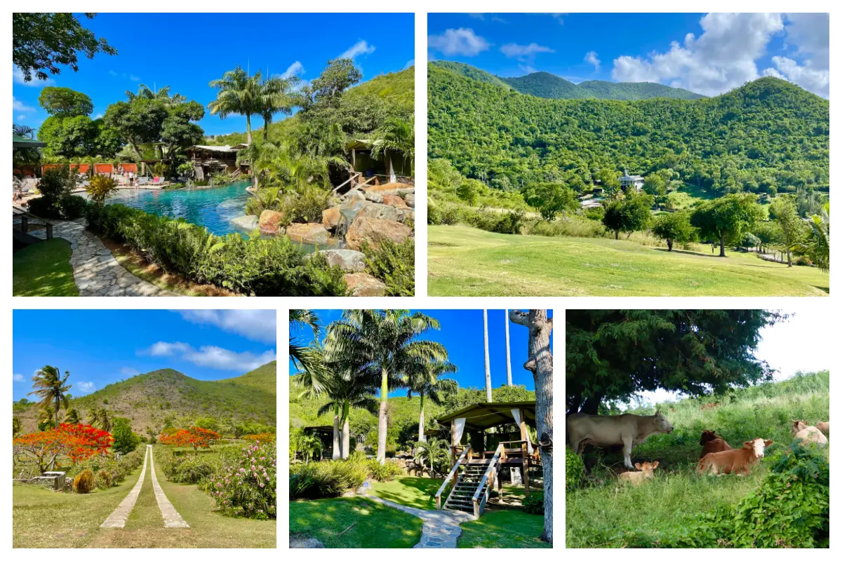 科隆比尔和 Loterie Farm – St Martin 农业、水果、蔬菜、奶牛、当地农民 科隆比尔和 Loterie Farm - St Martin 农业、水果、蔬菜、奶牛、当地农民