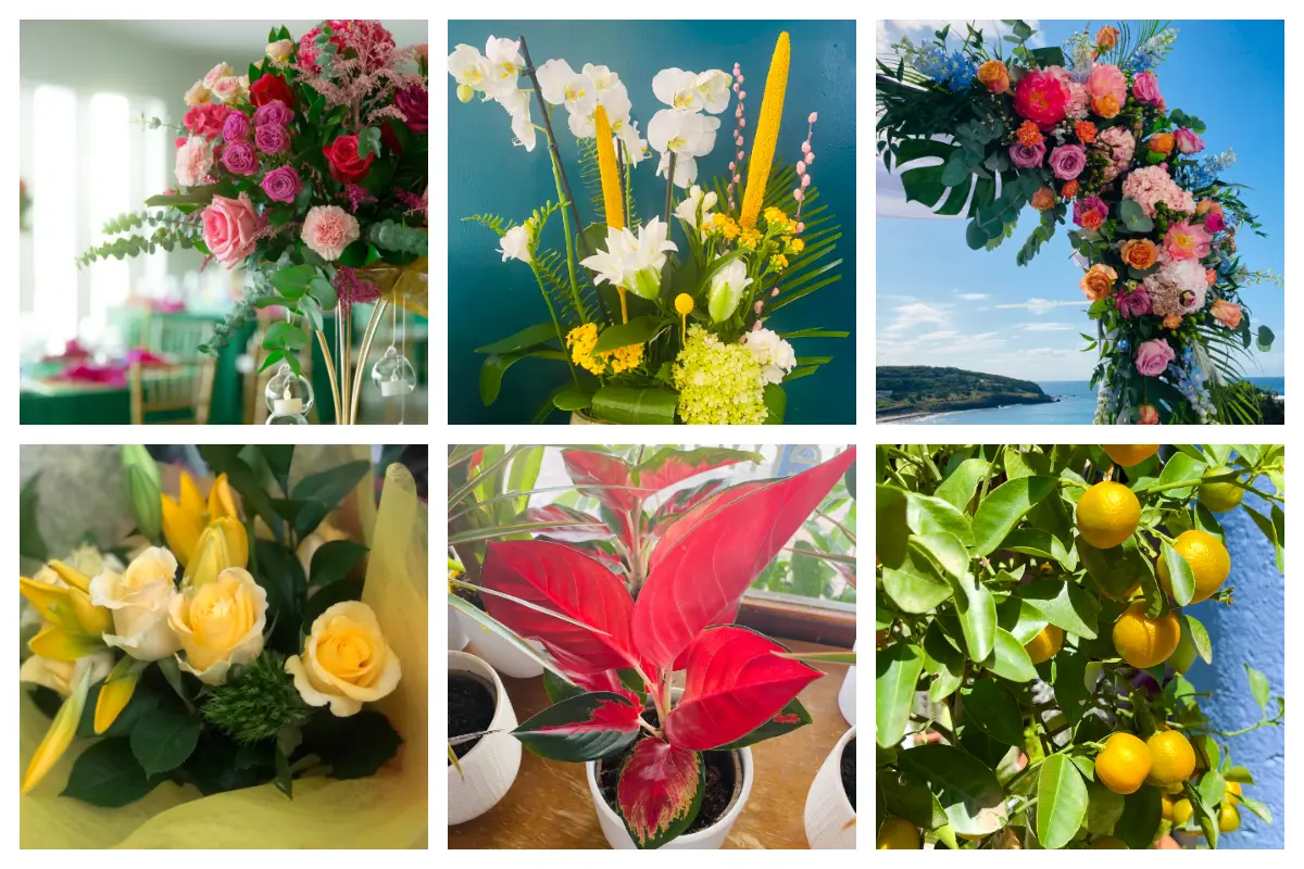 Flowers in SXM - Bouquets, Rose, Orchide, Roses, Fruit Tree, Succulents, Plants