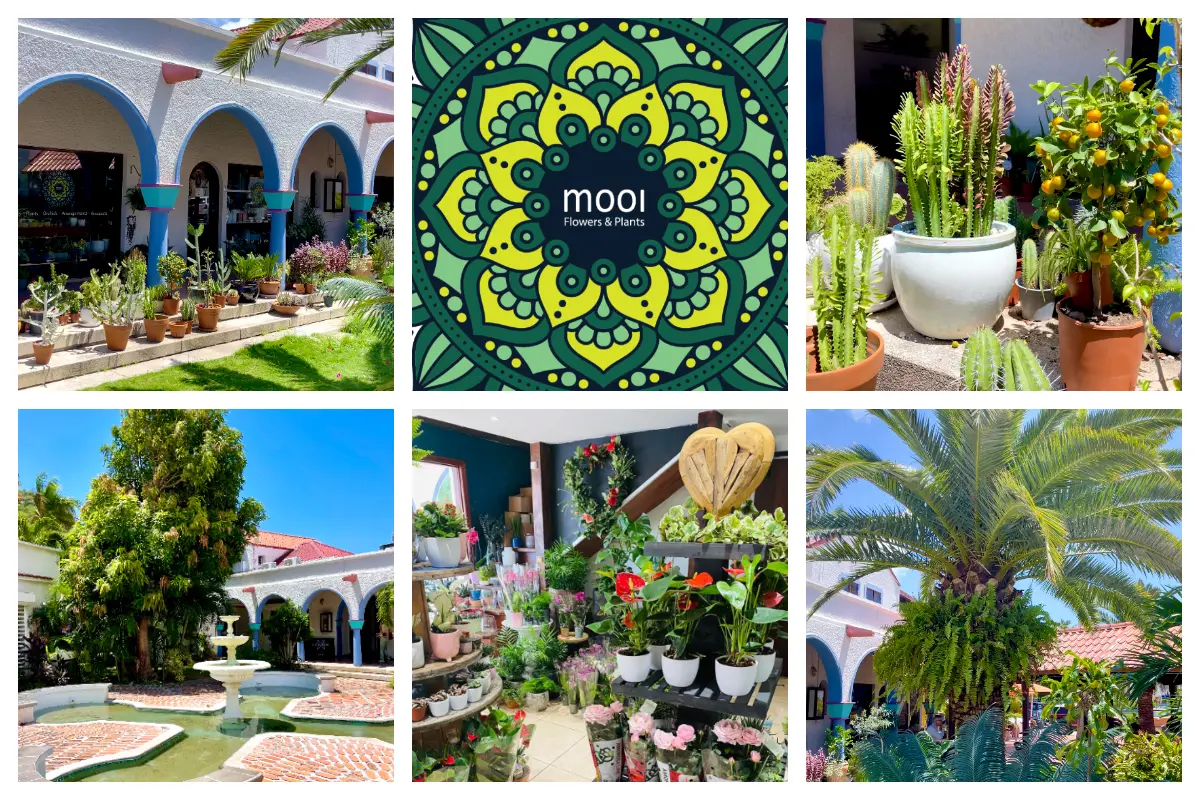 Mooi Flowers & Gifts – Cole Bay · Dutch Side – St. Maarten | St. Martin