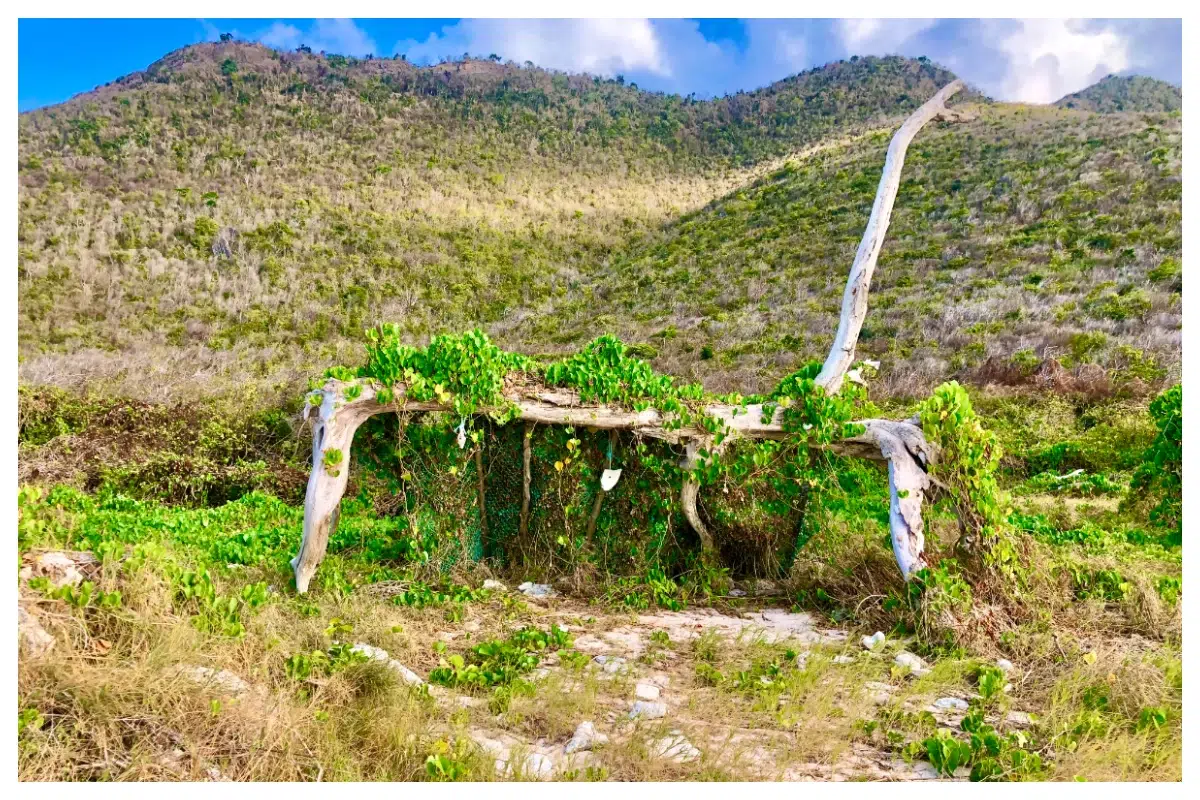 Nature at Petit & Grand Caye