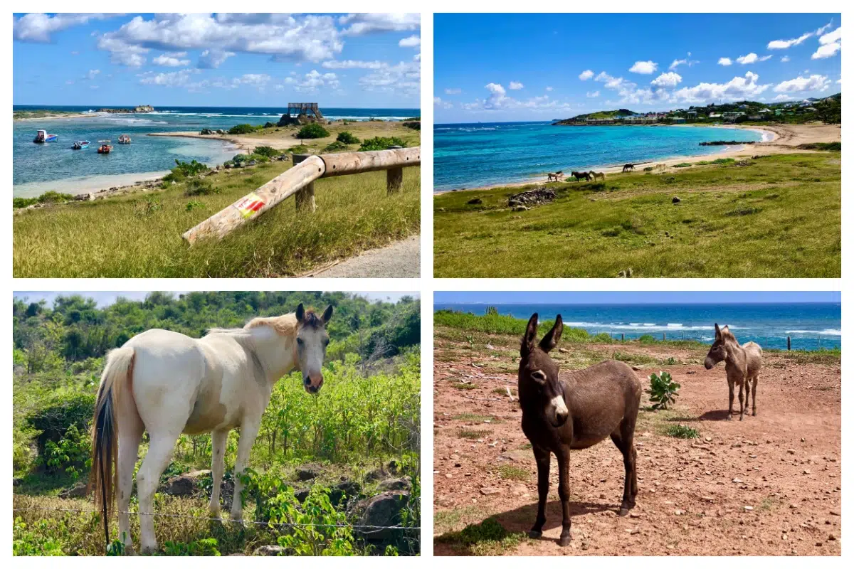 The rougher east coast of St. Martin is a nature reserve, horses, donkeys, sheep walking around freely The rougher east coast of St. Martin is a nature reserve, horses, donkeys, sheep walking around freely