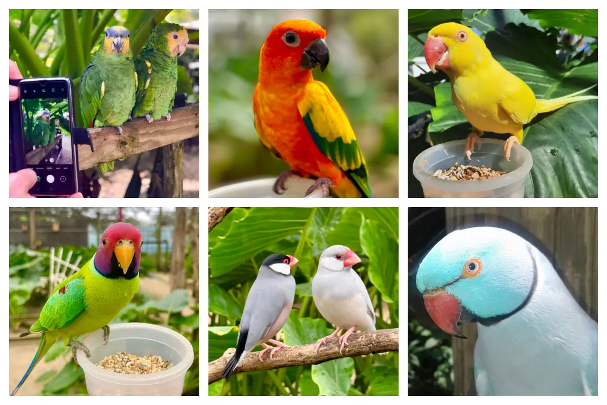 Exotic parrots and conures at Parotte Ville Bird Park, St. Maarten