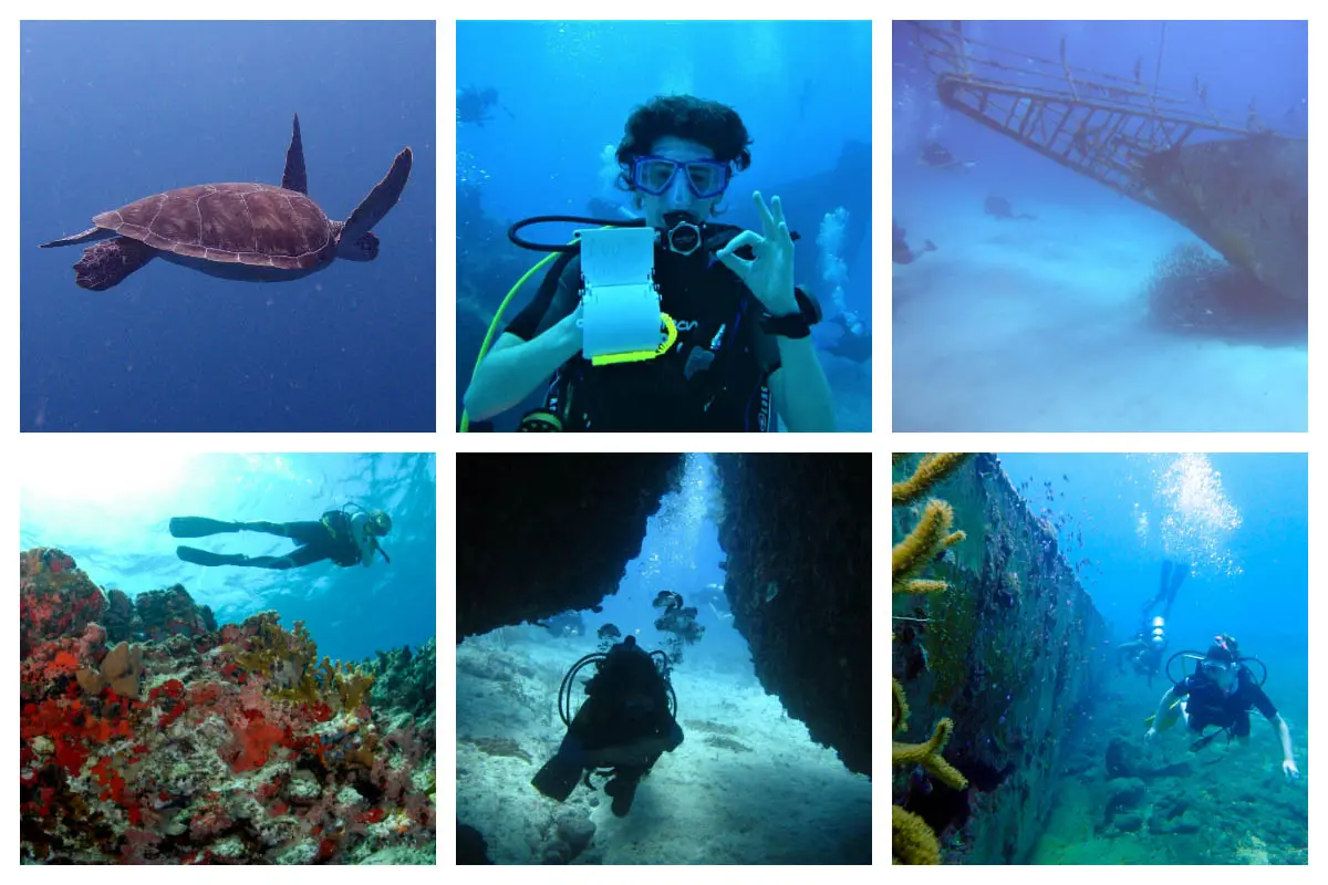 Diving in SXM - Swim with Sharks & Turtles, Coral Fish