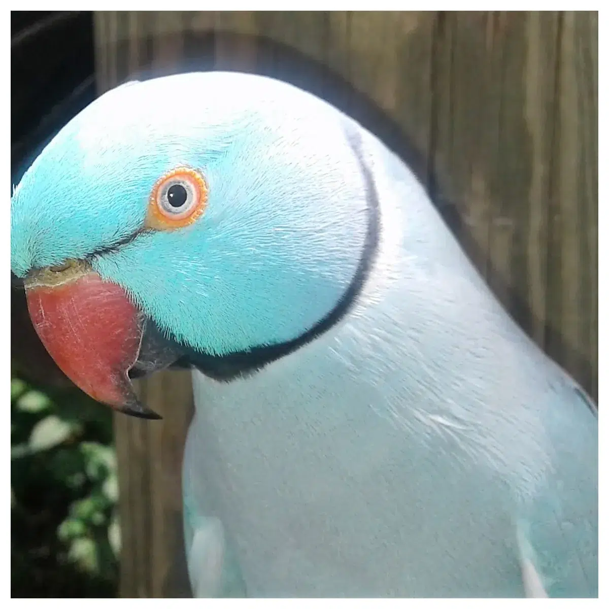 Bird Park, Beautiful Bird, Saint Martin