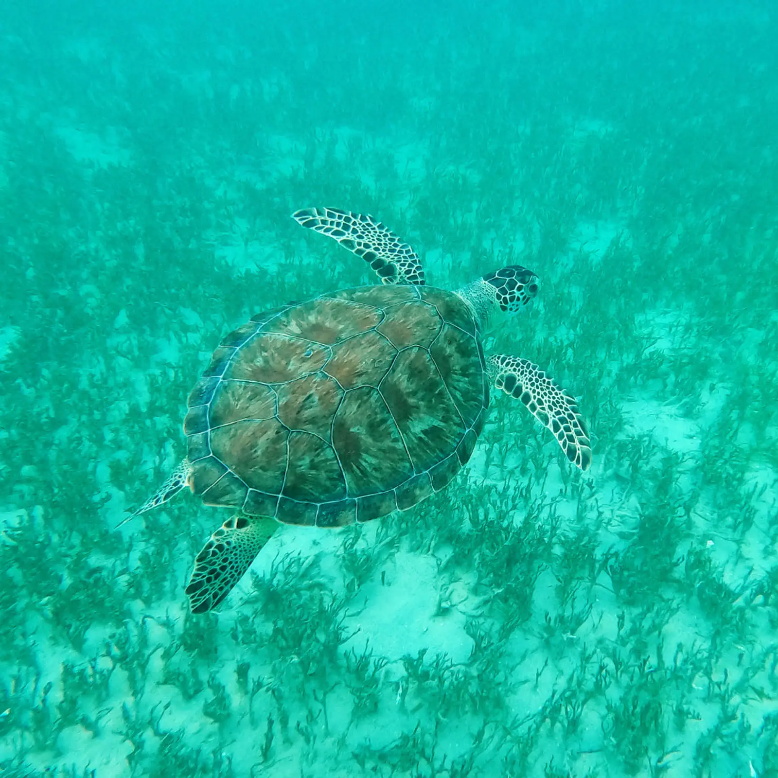 Colorful turtle illustration for Lagoon water toys in St. Maarten.